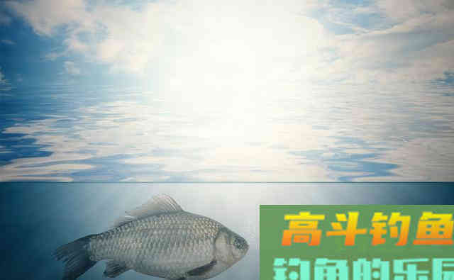 离底钓浮漂调钓之精髓，鱼情变化之反向验证手段