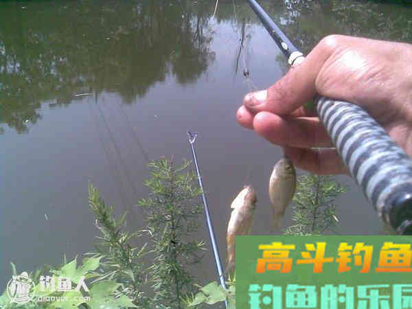 浮漂调高钓高的好处与底钓技巧