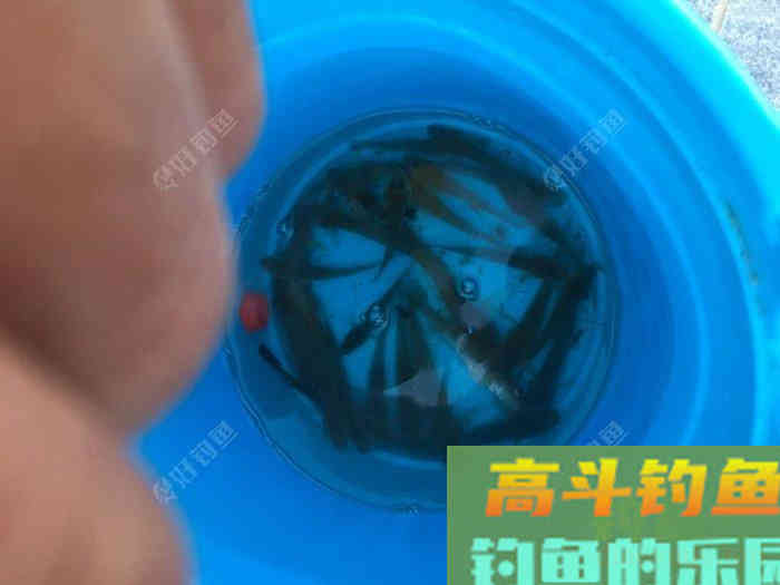 调四钓二是什么？怒怼调四钓二，这就是钓鱼界的葵花宝典