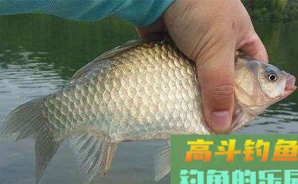 从鱼的吃饵动作，说说浮漂的漂相，注意这些漂相