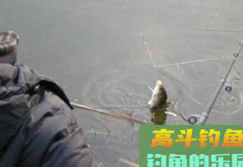 在每个季节钓鲫鱼的调漂技巧
