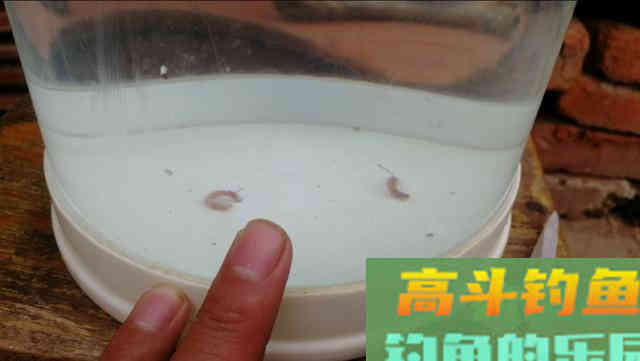 带钩调平水钓两目，钩饵在水底会呈现什么状态