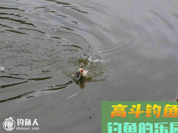 浅谈钓鱼鱼漂与真实鱼讯的识别