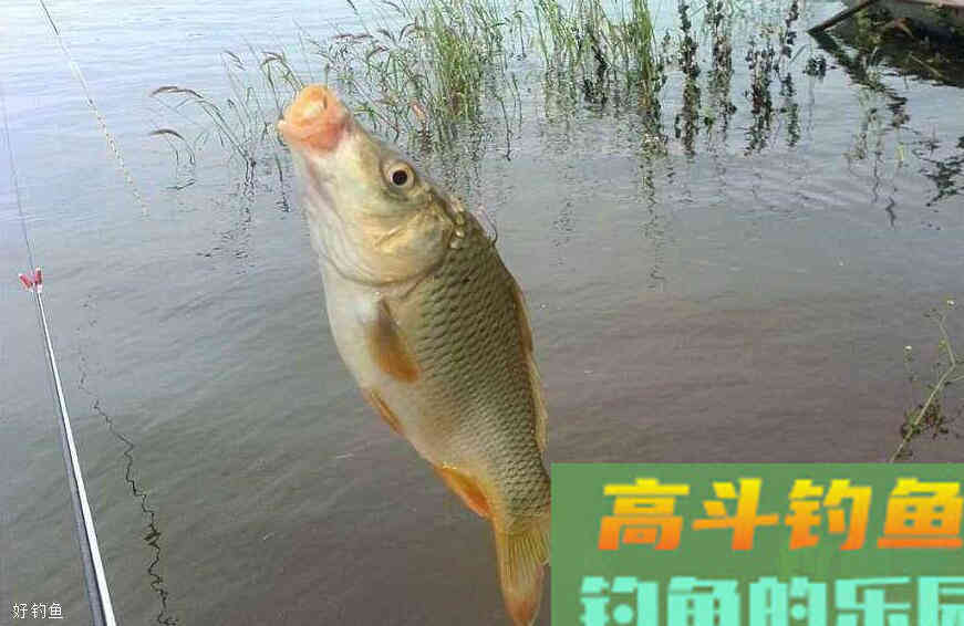 台钓调漂最重要的不是调几目，而是钓几目