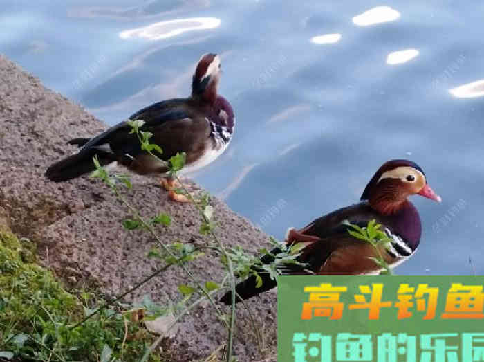 浮漂性能与调钓技巧，调好漂是爆护最关键一步
