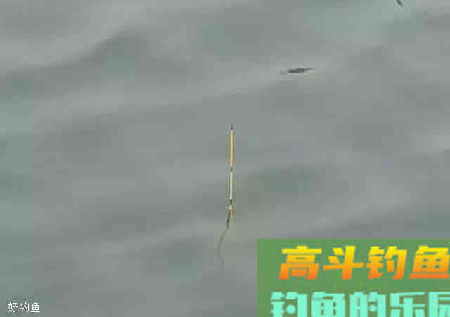 看准4种漂相，把握最佳的提竿时机技巧