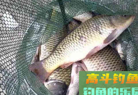 5个小诀窍告别秋季台钓总不咬钩