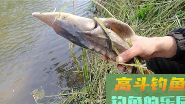 最适合新手的调漂方法