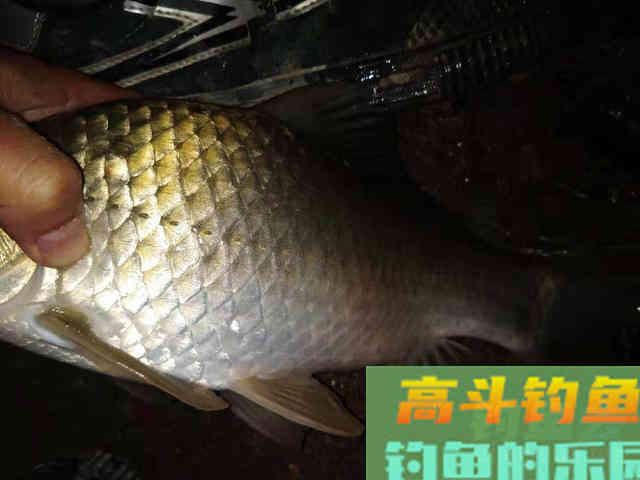 冬天钓鱼选漂攻略，出口清晰且上鱼率高