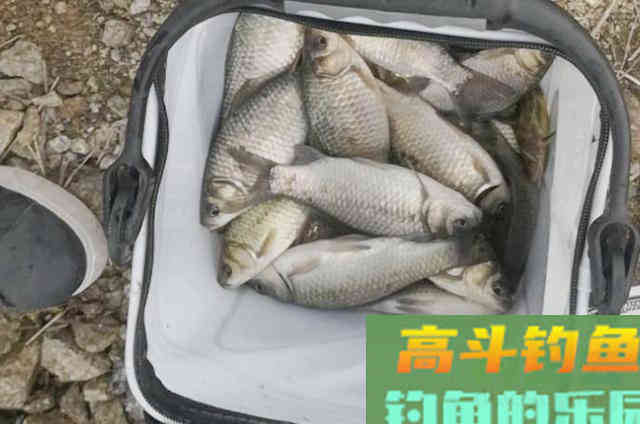 秋季调漂的精髓，十试九准，大鲫鱼狂拉到胳膊疼
