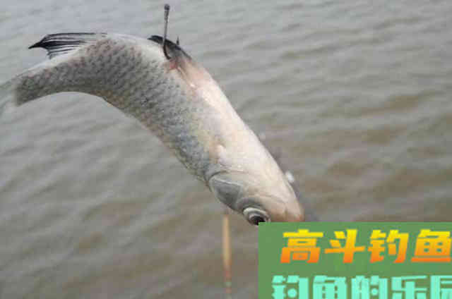 冬钓调漂，学会这调钓模式，一周三次钓不过瘾
