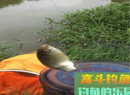 野钓鱼情复杂，调漂钓灵还是钓钝？2个技巧解析