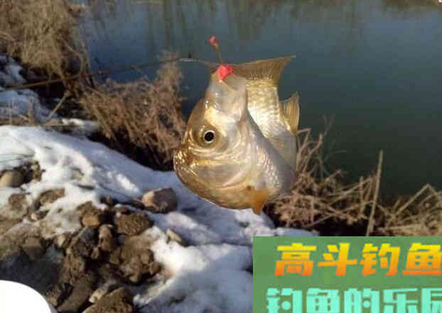 野钓调几钓几最好？介绍一种简单实用的调漂方法