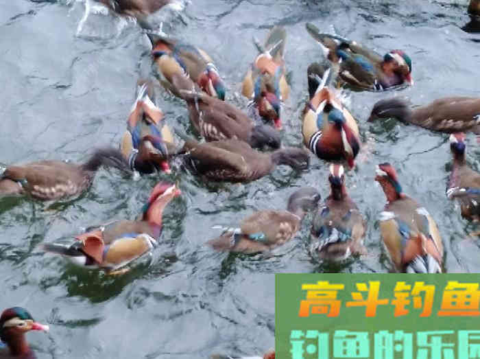 浮漂性能与调钓技巧，调好漂是爆护最关键一步