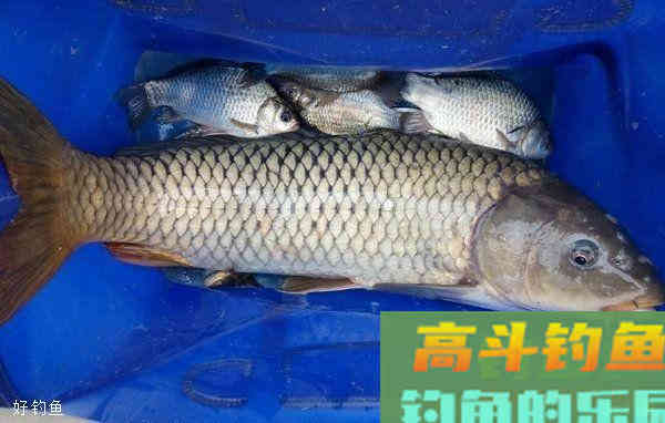 不同对象鱼上钩时的浮漂呈现状态