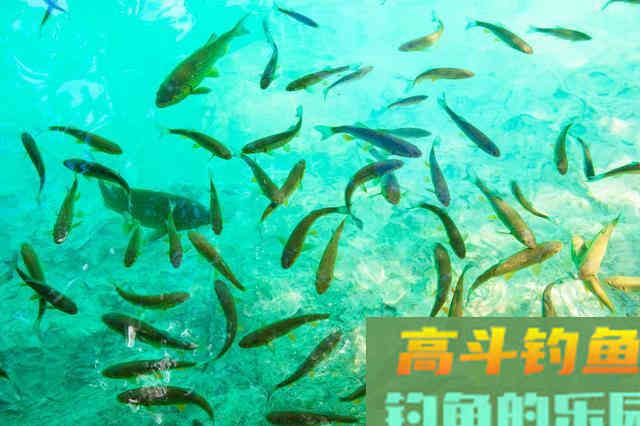 掌握浮漂调钓关键，应根据鱼情水情来改变