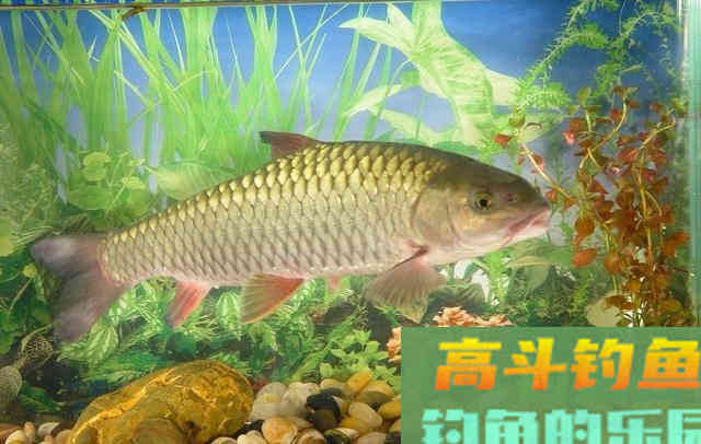 鱼口轻时不好钓？那也要看线组如何搭配，如何调漂