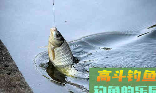 用红虫钓鱼怎么调漂才能精确抓到口？