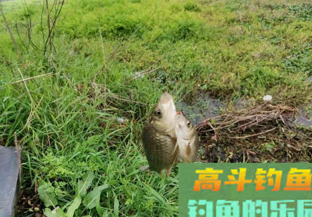 钓鱼调漂：带钩调和不带钩调有什么区别