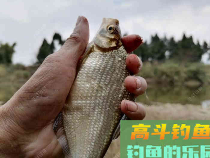 野钓适合调平水钓2目还是调4钓2目，看葫芦怎么玩