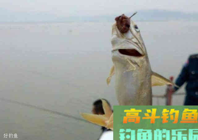 如何应对底钓浮漂信号异常问题？