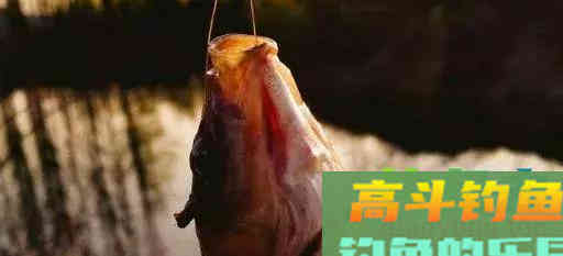 秋季野钓，调个漂让你手忙脚乱