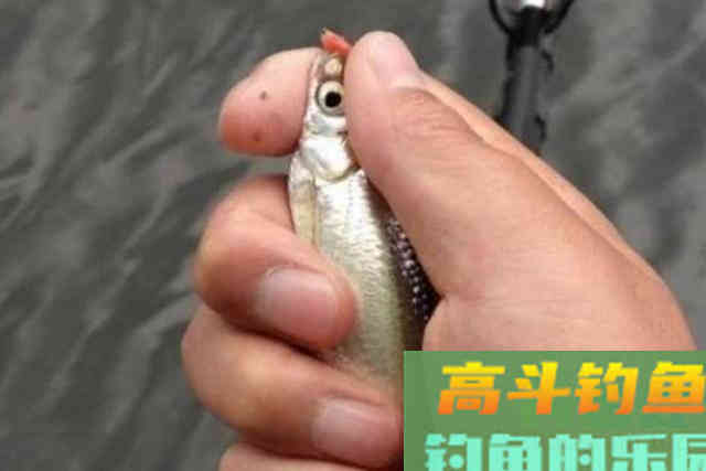 冬钓鱼情总是不尽人意？那是你不懂这调钓精髓