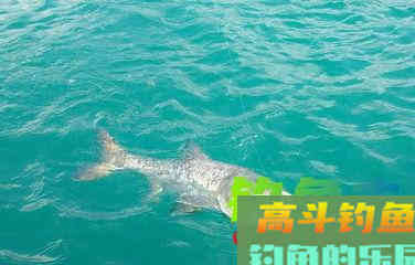 在野钓过程中该如何调浮漂？