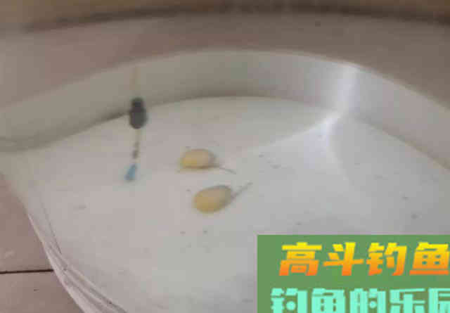 调漂测钩重是故弄玄虚？告诉你为什么要测钩重