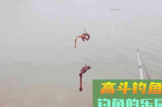 蚯蚓钓鱼四十年,发现这二种调漂思路简单又实用 蚯蚓钓鱼四十年,发现这二种调漂思路简单又实用