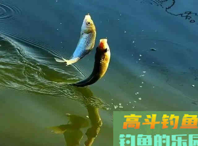 钓鱼调漂到底重不重要？程宁大师，网红钓友，谁对谁错