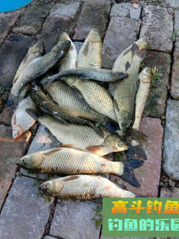 为什么越会调漂鱼获越少个头越小？需要转变思维