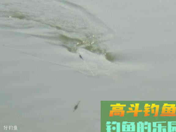 为什么说野钓调漂，调平水，抓的鱼口最多也最真实