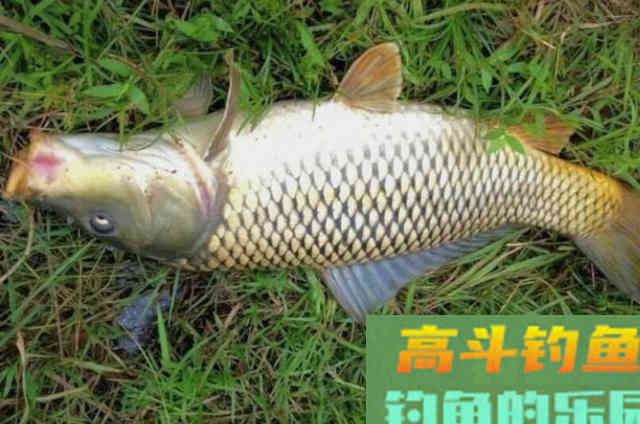 钓鲤鱼的调漂绝活，十用九准，看完莫忽视