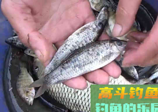 野钓这几种钓况应该果断更换调漂方法