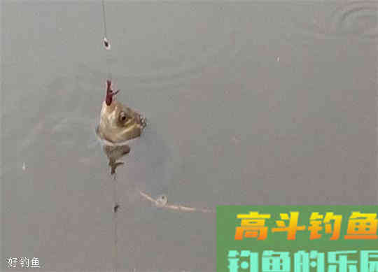 台钓用蚯蚓红虫等活饵钓鱼该怎么调漂？