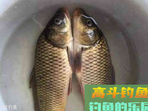 两种野钓鲤鱼调漂法，效果立竿见影