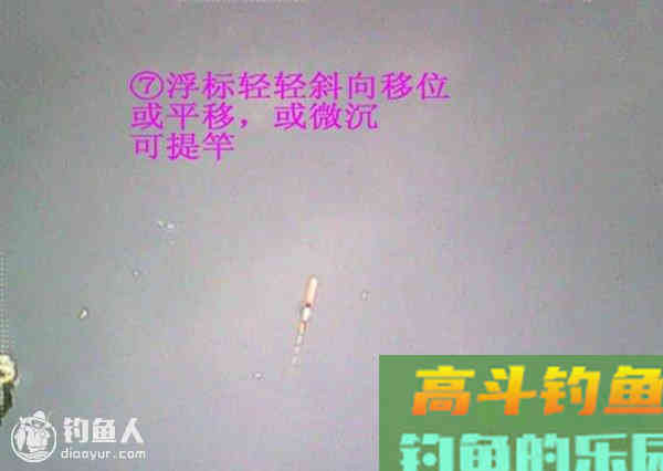 图解鲫鱼的常见咬钩信号漂像