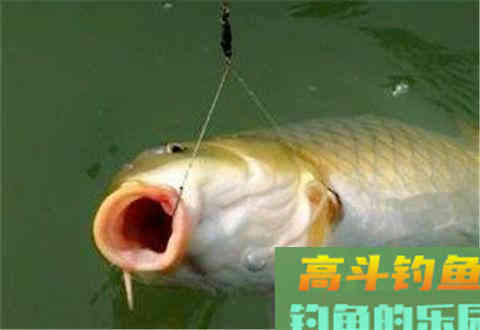 调漂要怎么调?调灵VS调钝