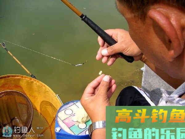 带饵调漂法的优劣势与操作步骤
