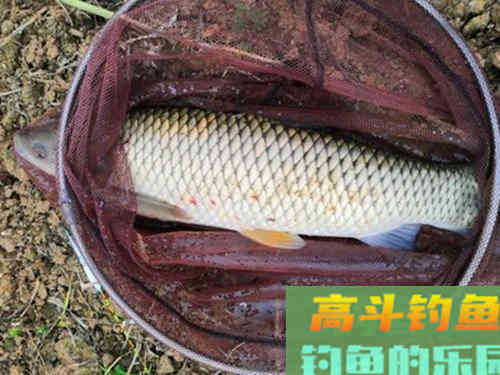 解析夏季野钓两个调漂技巧
