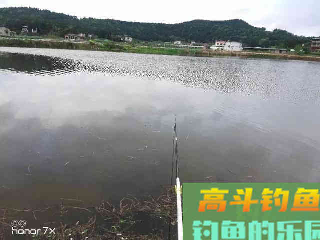 鲤鱼8钓8不钓，喜欢钓鲤鱼的请收好