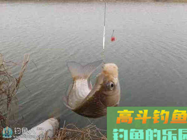 冬季钓鱼的浮漂调钓灵与钝问题