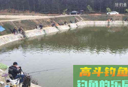 黑坑钓鱼调漂绝招：动态调钓法