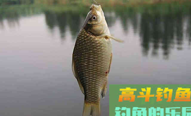 野外垂钓，调漂差不多就行，原则是钓钝