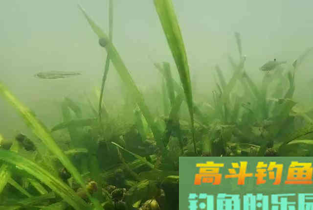 野钓调漂找底有必要吗？细节虽小，影响却不小