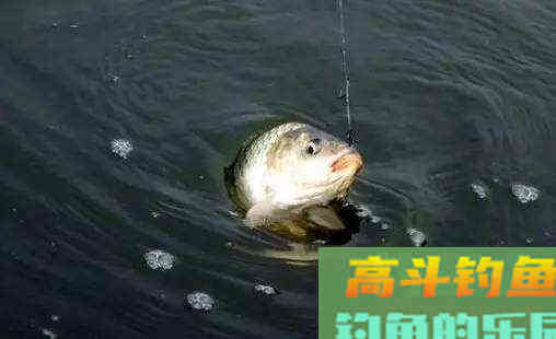 调四钓二饵料重不到底？解决方法了解一下