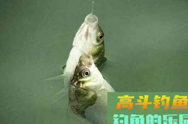 浮漂调钓的一些基本技巧，讲的是浮漂调钓的精髓