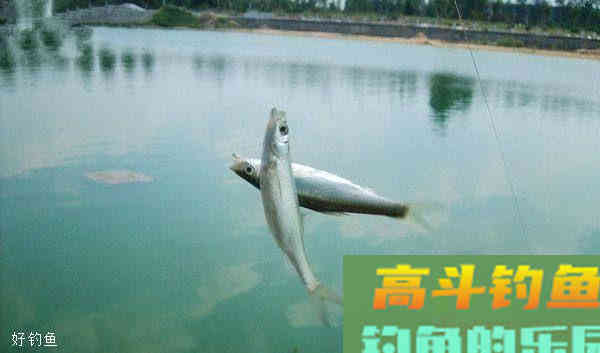 台钓精确调漂技巧，5个步骤以例子来说明
