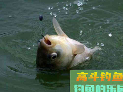 鱼口轻时不好钓？那也要看线组如何搭配，如何调漂